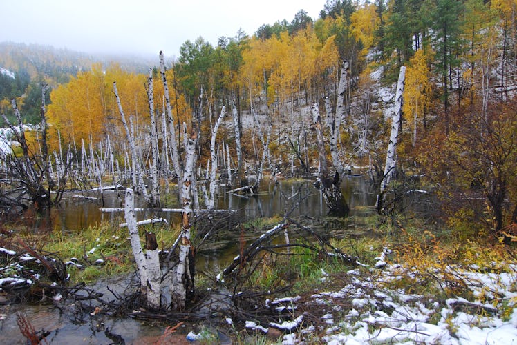 Permafrost thaw and flooded Siberian forest