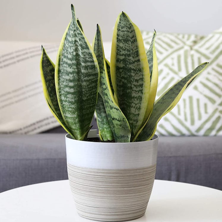 Costa Farms Snake Plant