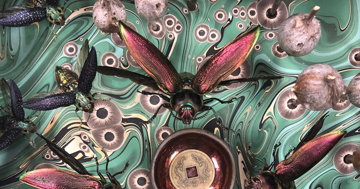 Insect art: Why some artists opt for invertebrate inspiration