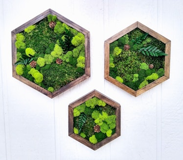 Moss wall art is part of biophilic design, which will be a home decor 2022 trend. 