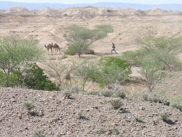 Sedimentary beds in Ethiopia's Afar Drift region