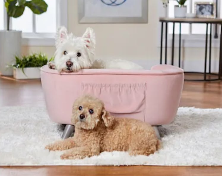 Pet furniture like this sofa is part of the home decor 2022 trends. 