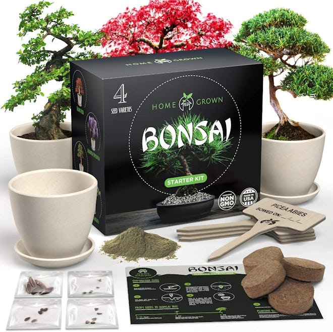 HOME GROWN Bonsai Tree Kit.