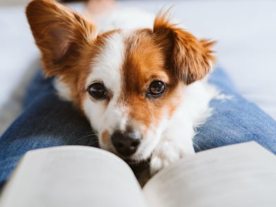 Dog cuddling with owner