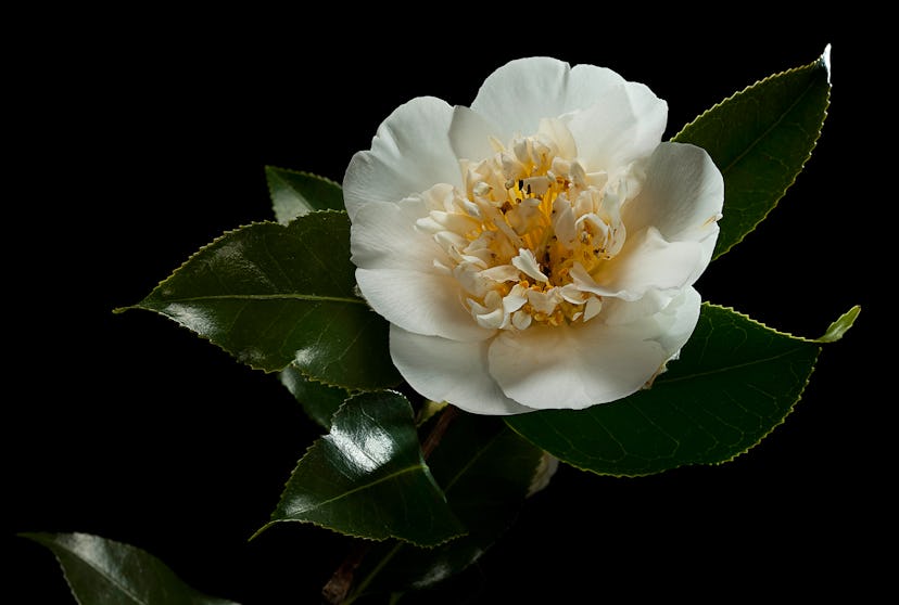 camellia flower