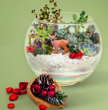 Create a cute Christmas terrarium with this virtual holiday experiences workshop for 2021.