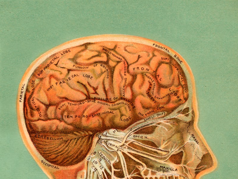 Illustration of brain