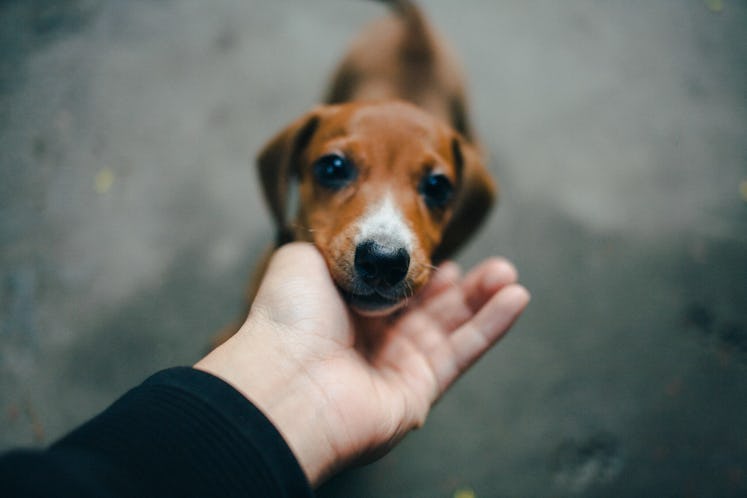 Human touching dog under chin