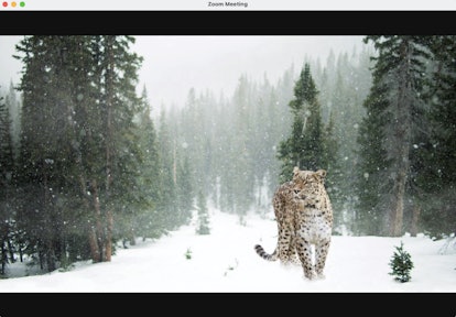 These winter Zoom backgrounds include pretty scenes like a leopard in the snow.