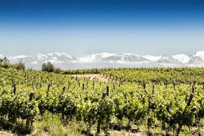 mendoza argentina vineyards with blue sky and snowy mountains
