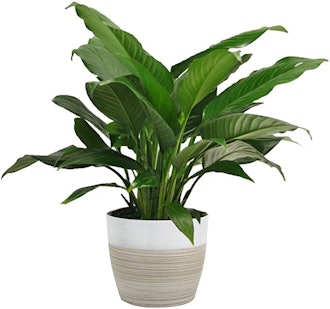 Costa Farms Spathiphyllum Peace Lily Live Indoor Plant (15-Inch)