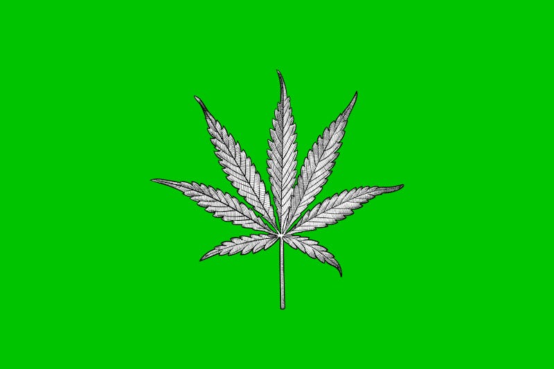 sketch of a marijuana leaf on a green backgroun