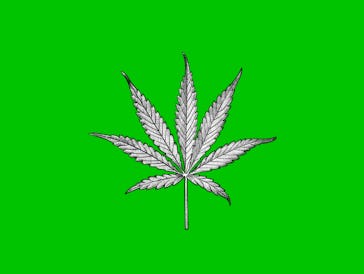 sketch of a marijuana leaf on a green backgroun