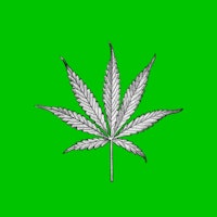 sketch of a marijuana leaf on a green backgroun