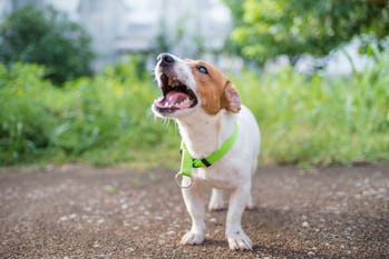 jack russell terrier dog barking