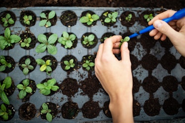 gardener planting seedlings