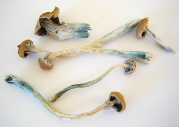 magic mushrooms, psilocybin