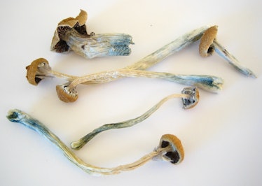 Dried out small mushrooms that have Psilocybin
