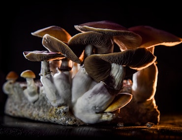 Mushroom psychedelics that are a more 'compassionate' way to treat trauma with a black background