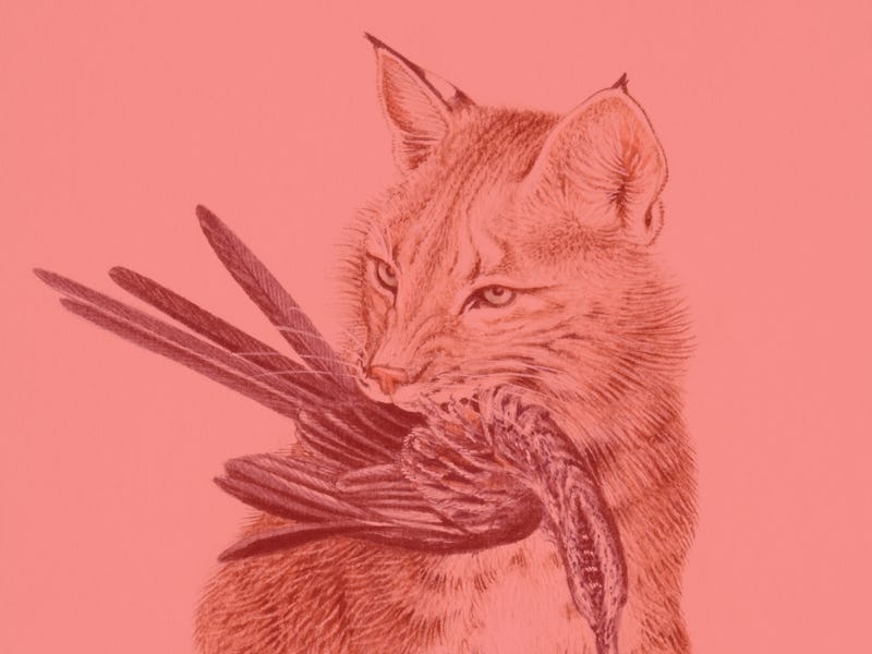 cat with bird in mouth