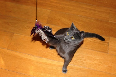 Cat playing with a toy on string to reduce hunting