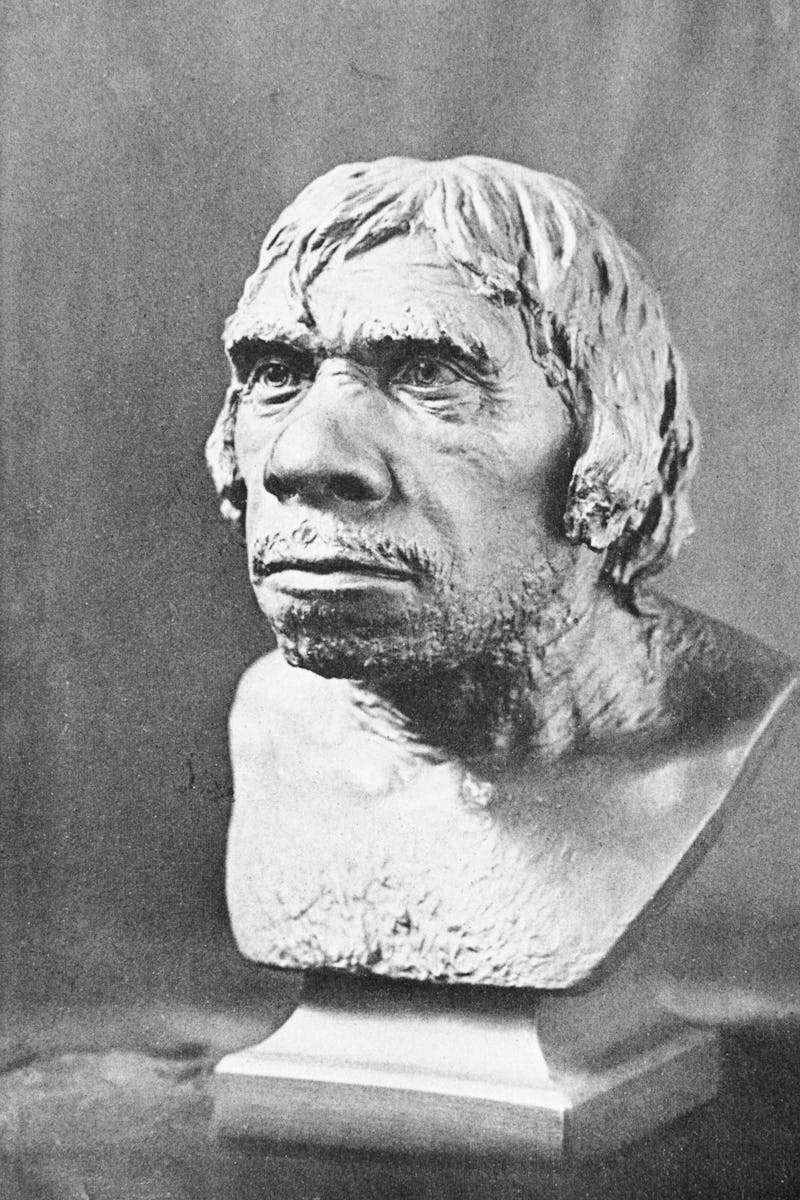 Neanderthal bust