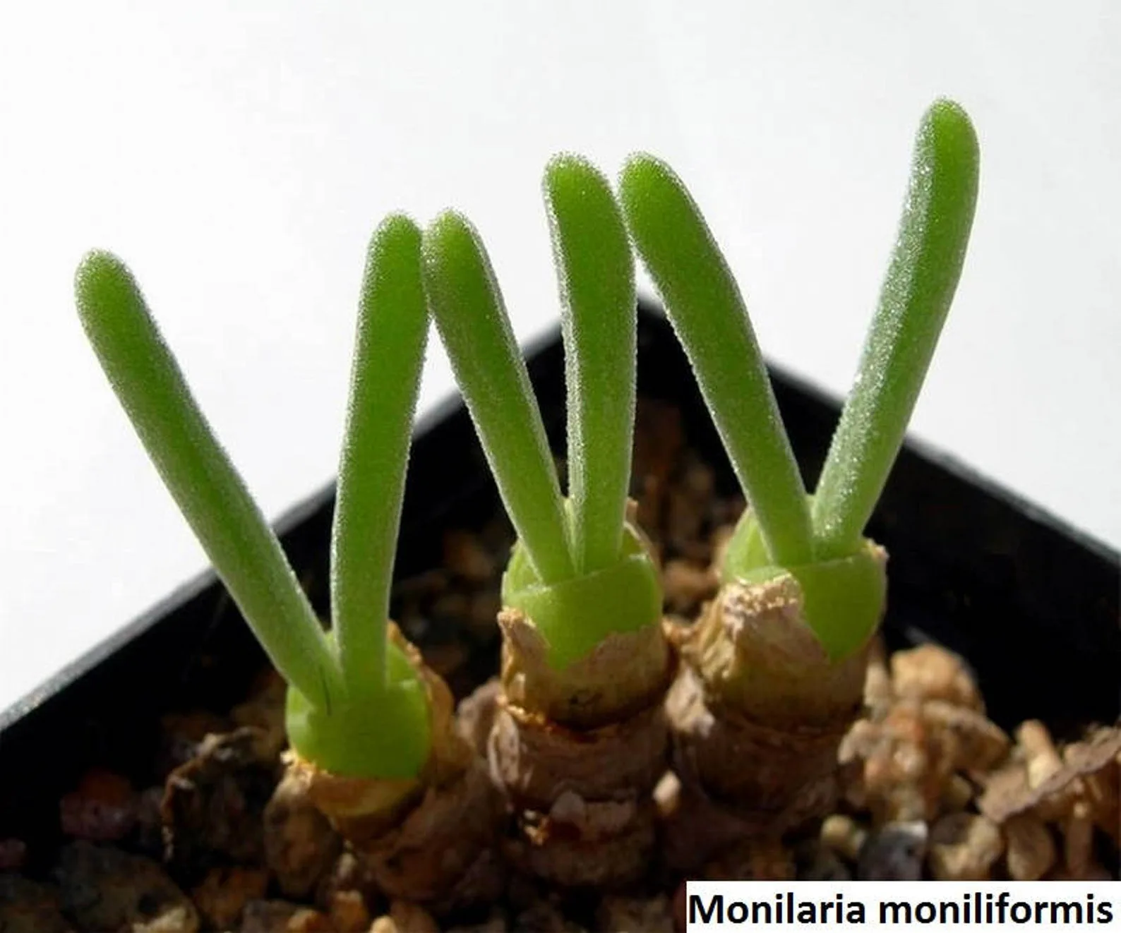 These Bunny Succulents To Buy On Etsy Are So Darn Cute