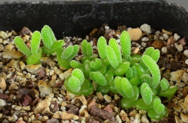 Monilaria Moniliformis Succulent Seeds