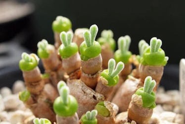 Bunny ear succulents from Etsy grow out of a pot.