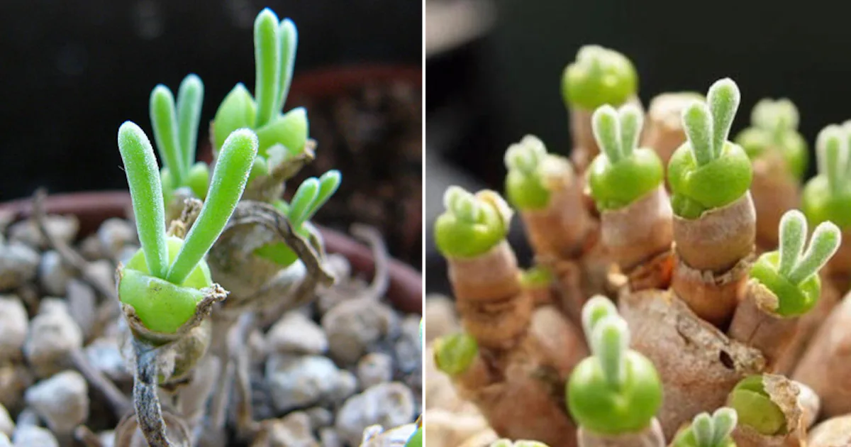 These Bunny Succulents To Buy On Etsy Are So Darn Cute