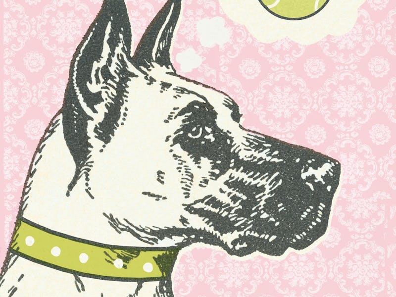 dog, tennis ball