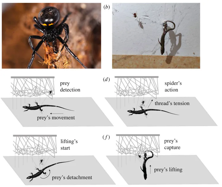 Video captures the cunning way spiders catch massive prey