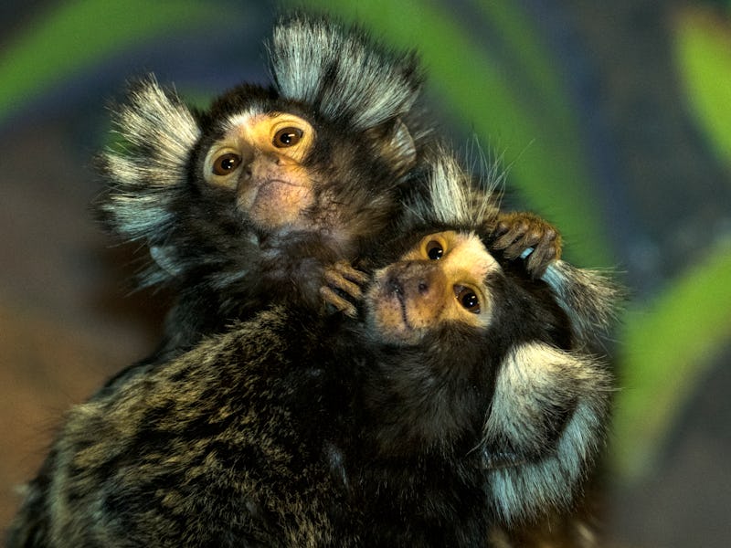 Common Marmoset