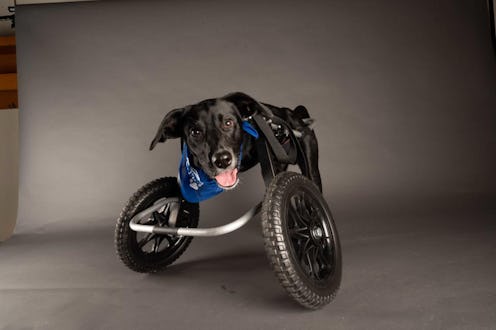 Jett is one of 70 dogs up for adoption playing in this year's Puppy Bowl. Photo via Discovery