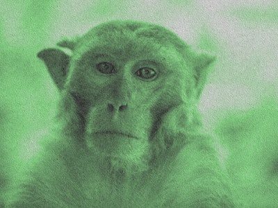 macaque monkey with green overlay