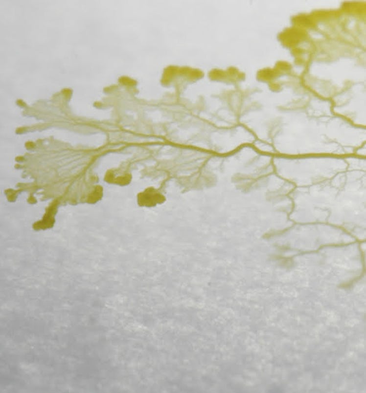 slime mold image