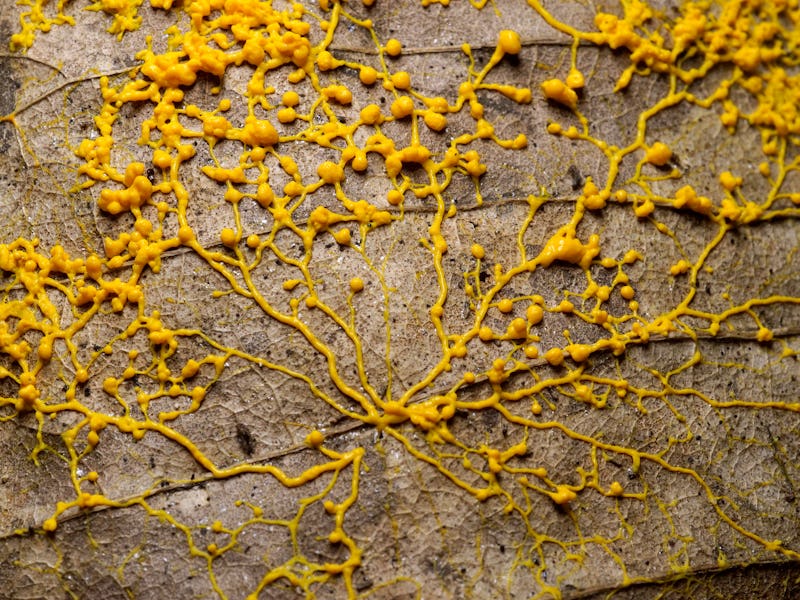 yelllow slime mold