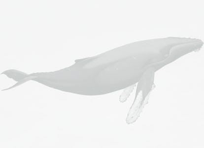 whale