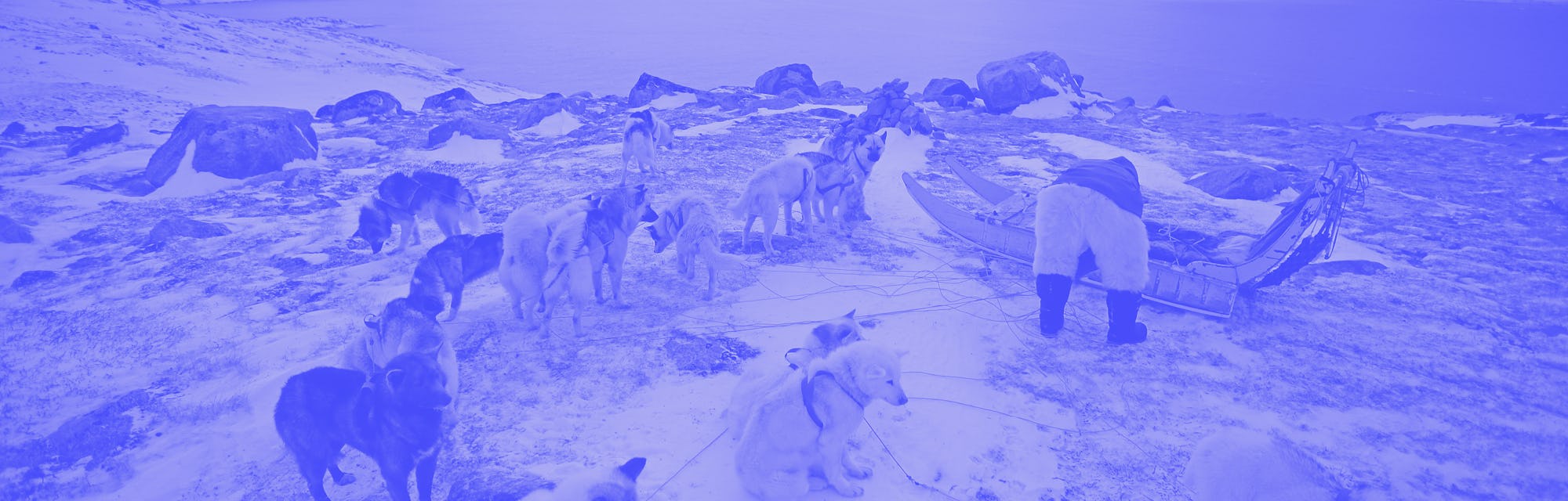 Sled dogs