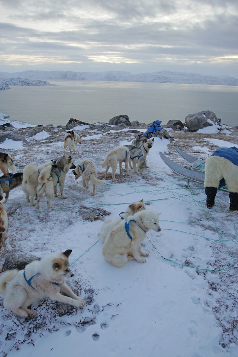 Sled dogs