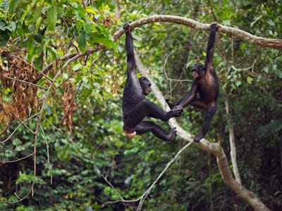 bonobos, swinging, trees