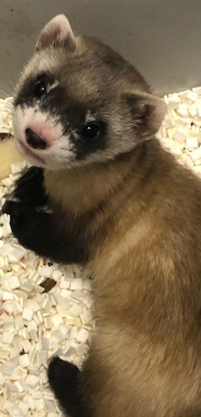black-footed ferret first endangered clone