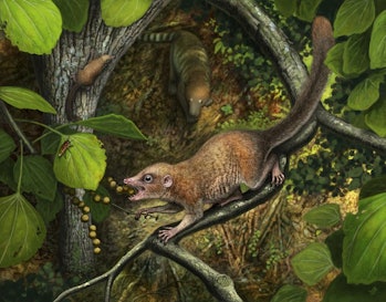 ancient primate shrew