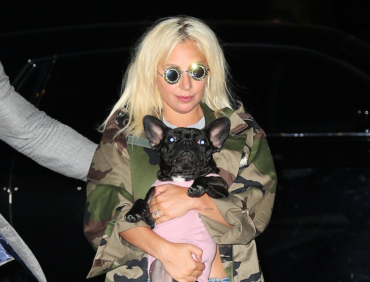 Lady Gaga carrying her French Bulldog
