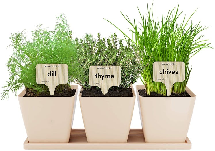 Planter's Choice Indoor Herb Growing Kit