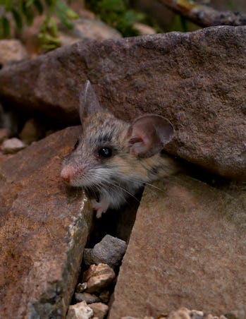 WILL BIRDS GO EXTINCT? STUDY REVEALS THE IMPACT OF CLIMATE CHANGE 3