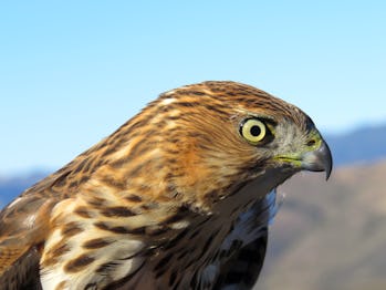 WILL BIRDS GO EXTINCT? STUDY REVEALS THE IMPACT OF CLIMATE CHANGE 2