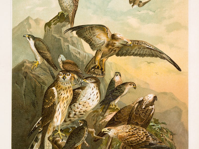 birds