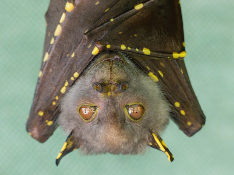 Eastern Tube nosed bat in care at The Bat Hospital, Atherton, Far North Queensland.