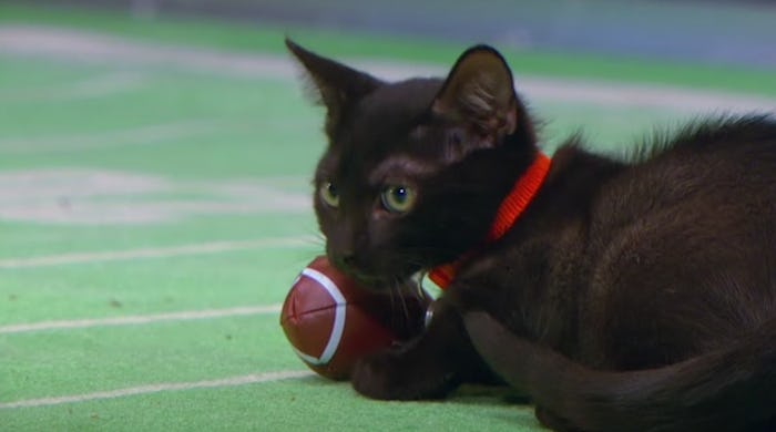 The Kitten Bowl will air on the Hallmark channel on Sunday, Feb. 7 at 2 p.m.